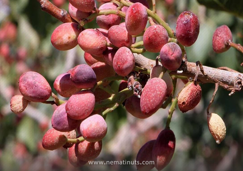 تصویر 3 از خرید وقیمت پسته رفسنجان + فروش عمده